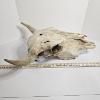 Image 6 : American Bison Skull