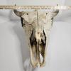 Image 7 : American Bison Skull