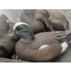 Image 3 : Eleven Life Size Floating Duck Decoys 