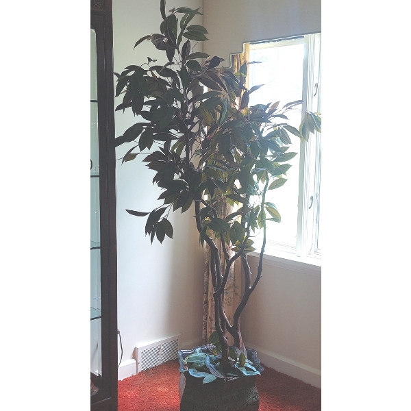 Large Ficus Tree Measures 75" Tall - Metal Bucket See Pics