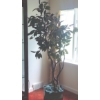 Image 1 : Large Ficus Tree Measures 75" Tall - Metal Bucket See Pics