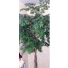Image 2 : 5 Ft Ficus Tree As Shown In Excellent Condition