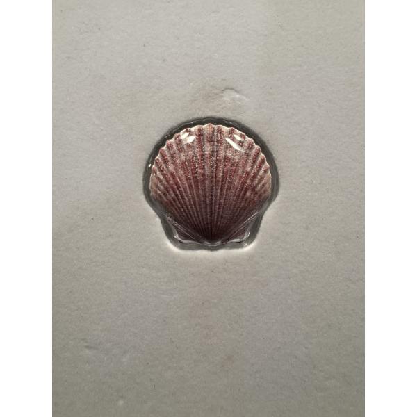 2019 Castaway Collection 10 Gram .999 Fine Pure Silver Seashell - Mint In Box - Limited Production
