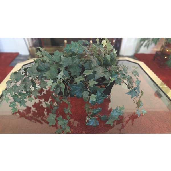 Gorgeous Full Spread Ivyu Plant & Container As Pictured