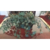 Image 1 : Gorgeous Full Spread Ivyu Plant & Container As Pictured