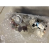 Image 12 : *Pick Up At Mantua Home-No Shipping Available*  Figurines - Cows - Musical Box - Seashell 