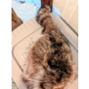 Image 3 : Vintage HaildeBulb And Authentic Coon Skin Cap