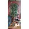 Image 1 : 7 ft Ficus Tree As Shown
