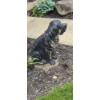 Image 4 : Louisville Home Pickup - Yard Decor 28" Painted Concrete Canine Statue - In Very Good Cond  See Pics
