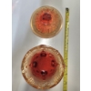 Image 5 : Fabulous Condition Mid Century Vintage Amberina Art Glass Stunning Footed Candy Dish & Handkerchief 