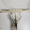 Image 8 : Weathered Sun Bleached Domestic Cattle Skull With Horns