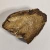 Image 1 : Polished Slab of Petrified Wood Displaying Visible Cellular Structure