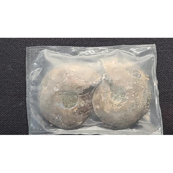 (2) Small Sealed Split & Polished Ammonite Fossils 