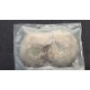 Image 1 : (2) Small Sealed Split & Polished Ammonite Fossils 