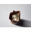 Image 2 : Roll of North Carolina State Quarters - Unsearched - Face Value: $10.00