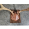 Image 4 : Two Mounted Deer Antlers on Plaques