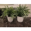Image 1 : Four Like New Faux Potted Plants, Two New Rope Candles With Holders
