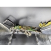 Image 7 : Real Tree Crossbow Camo with 5 Arrows - HD175 lbs - ~3 ft long