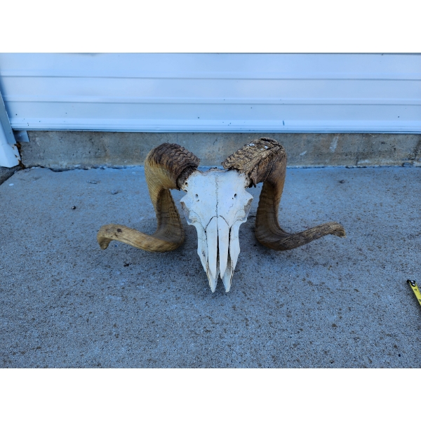 Ram Skull Taxidermy