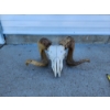 Image 1 : Ram Skull Taxidermy