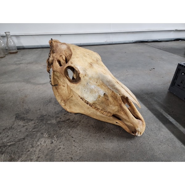 Horse Skull with Chains for Hanging