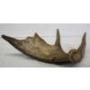Image 6 : Moose Antler