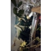 Image 8 : 3 Bins of Assorted Christmas Decor 
