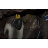 Image 2 : Bag of 12 Duck Decoys