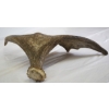Image 3 : Moose Antler