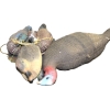 Image 3 : Box Lot Assorted Duck  Turkey  Goose Decoys 