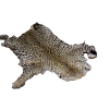 Image 3 : 2 Leopard Hydes