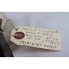 Image 4 : Forehand & Wadsworth Side Hammer Revolver 22 Caliber Handgun