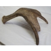 Image 4 : Moose Antler