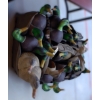 Image 14 : Avery Green Head Gear 34 Mallard Decoy Shells w/ Carry Bag