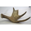 Image 1 : Moose Antler