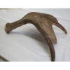 Image 5 : Moose Antler