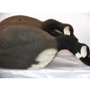 Image 5 : 12 Goose Decoys