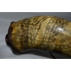 Image 9 : Rare 1775 Scrimshaw British Powder Horn with Map Decoration & Brass Spout