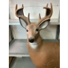 Image 2 : 3D Foam Whitetail Buck Archery Target