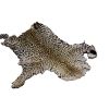 Image 2 : 2 Leopard Hydes