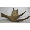 Image 2 : Moose Antler