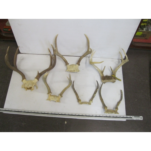6 SETS OF DEER HORNS