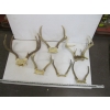Image 1 : 6 SETS OF DEER HORNS