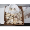 Image 2 : OYSTER SHELLS