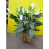 Image 1 : ARTIFICIAL PLANT
