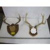 Image 1 : 2 SETS OF DEER HORNS ON PLAQUES
