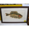 Image 1 : FRAMED ARTIST PROOF PRINT BY JACK LEE COWAN OF SPAWNING SALMON "SPAWNING RUN"