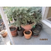 Image 2 : CLAY PLANTER POTS