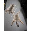 Image 1 : 2 TANNED COYOTE HIDES