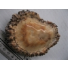 Image 2 : MOOSE HORN BELT BUCKLE